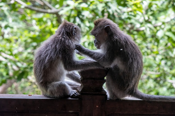 Crab eating macaque monkeys removing nits or cleaning lice from their monkey