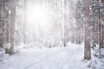 abstract snowfall forest background, white snowflakes fall in the forest landscape, christmas background