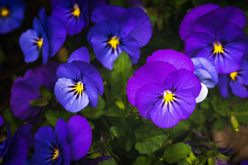 Close-up shot of beautiful purple-violet pansy flowers.