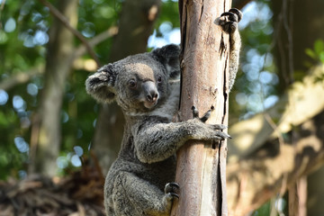 koala, a unique mammal in Australia