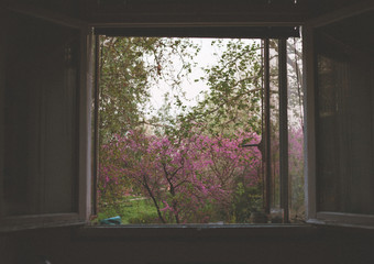 View of a Window during covid-19 quarantine from my home through a park 