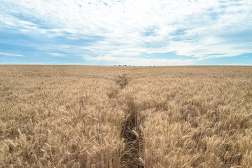 Beautiful rural landscape. Ripe wheat field and blue cloudy sky