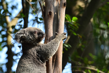 Fototapeta premium koala, a unique mammal in Australia