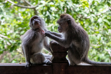 Naklejka na ściany i meble Crab eating macaque monkeys removing nits or cleaning lice from their monkey