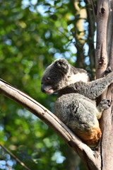 koala, a unique mammal in Australia