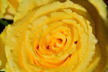Yellow Rose close up macro photo