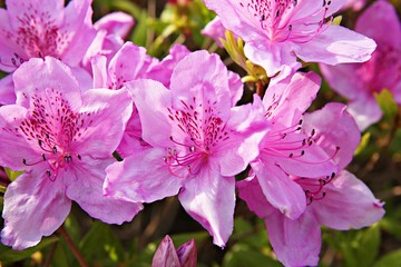 한국 경기도 시흥시 옥구공원 입니다