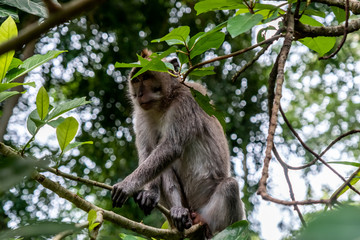 Naklejka na ściany i meble Crab eating macaque monkey, known as 