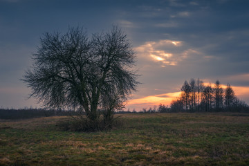 Fototapeta na wymiar Sunset over a tree in the Calowanie swamp, Celestynow, Poland