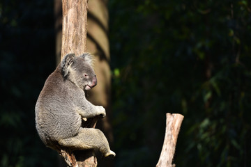 koala, a unique mammal in Australia