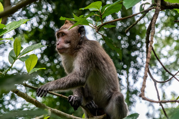Crab eating macaque monkey, known as " Macaca fascicularis " in Ubud, Bali, Indonesia
