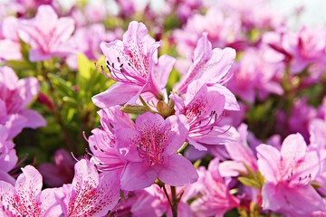 한국 경기도 시흥시 옥구공원 입니다