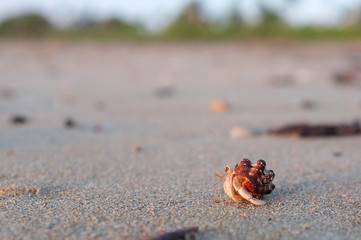 Hermit crab or decapod crustacean walking on the sand of an Australian beach.