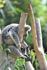 koala, a unique mammal in Australia