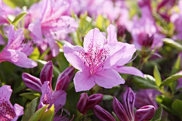 한국 경기도 시흥시 옥구공원 입니다