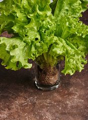 green lettuce on a brown background
