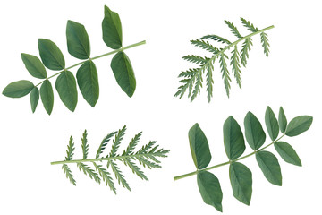 Green leaves isolated on white background.