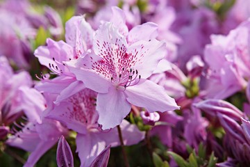 한국 경기도 시흥시 옥구공원 입니다