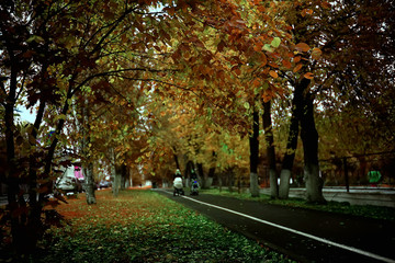 Naklejka premium landscape in the autumn park / concept nature seasonal landscape season, autumn, forest, trees Indian summer