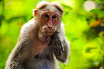 monkey in zoo at karnataka