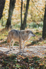 wolf in the woods