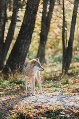 wolf in the woods