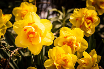 Obraz na płótnie Canvas Yellow Daffodil Narcissus flowers outdoors in spring. Nature flowers background.