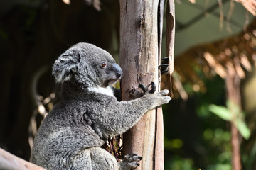 koala, a unique mammal in Australia