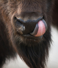 Buffalo head with tongue. American bison licking its nose. © Igor