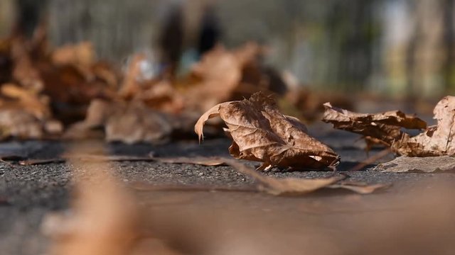 ellow dry maple leaves lie on the asphalt path, the wind drives the leaves, in the background a man moves.1