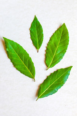 aromatic herbs - bay leaf