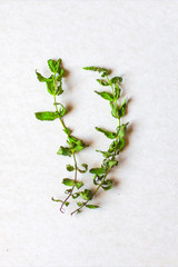 Fototapeta na wymiar aromatic herbs - dried mint