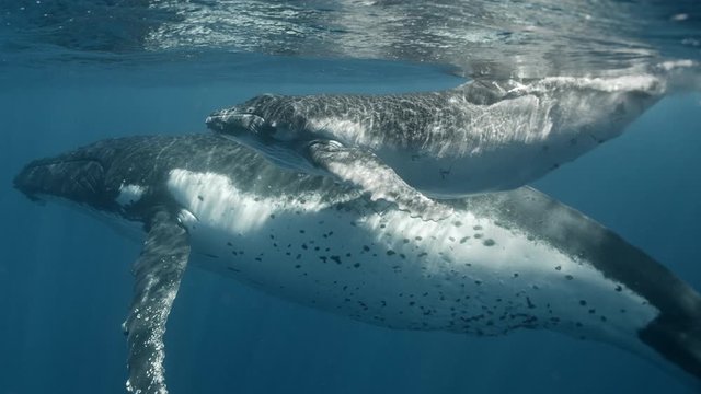 Man and huge whale. Rare footage of the swimming With Whales. Mother and Calf Humpback Whales in Hawaii. And female freediver follow them, Footage shot on a cinema camera with 14 bit colors in Raw