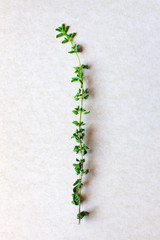 aromatic herbs - oregano