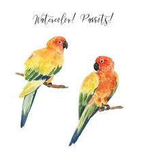 Set with beautiful watercolor parrots. Tropics. Realistic tropical birds. Parrots. White background.
