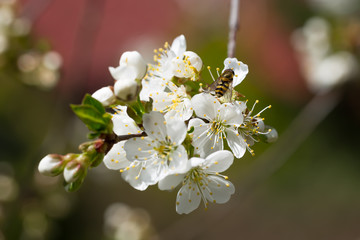 Pszczoła zapyla i zbiera pyłek z kwitnących kwiatów drzewa wiśni wiosną