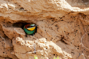 European bee-eater, Merops apiaster, poking its head out of its nest dug into a cut of land