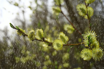 spring rain in the forest, fresh branches of a bud and young leaves with raindrops