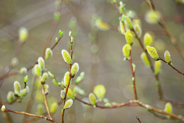 willow branches spring background, abstract blurred view of spring early march easter