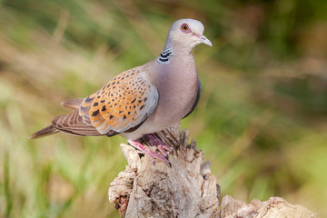European Turtle-Dove - Streptopelia turtur, perched on a log against an unfocused green background