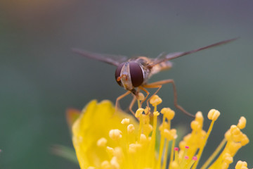 hoverfly on a yellow flower