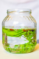 artisan produces liqueur with herbs and aromatic spices