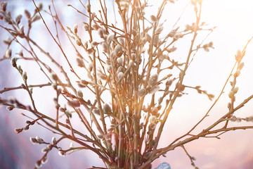 pussy-willow willow / branches bloom, spring concept, Easter holiday, background