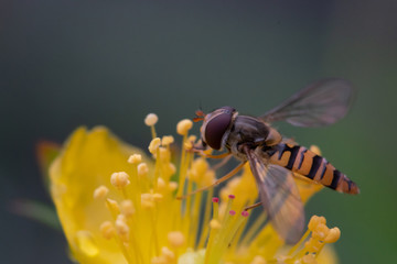 hoverfly on a yellow flower