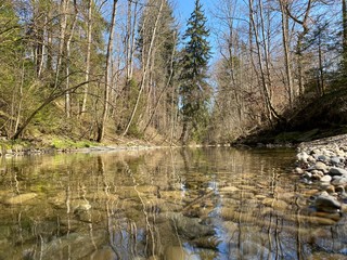 Obraz premium lake in the forest