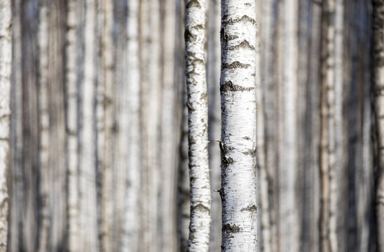 Details of the birch tree trunk pattern in the birch forest background