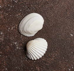 white shell on a brown background