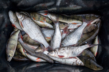 Close up portrait of the bowl with the daily fresh catch from Baltic Sea on the west coast of Estonia consist of European Whitefish (upper ind) and Perch (below)