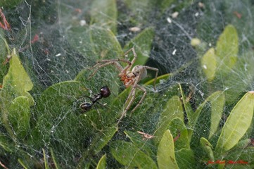 araña y hormiga