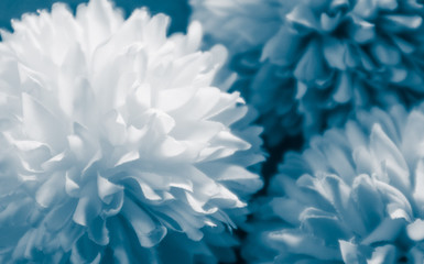 Beautiful abstract color purple and blue flowers on white background and blue graphic white flower frame and dark leaves texture, blue background, colorful graphics banner